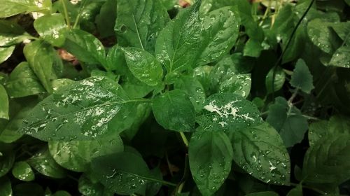 plants rain leaf