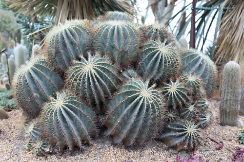 plants nature cactus