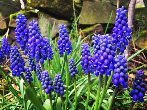 plants flowers bluebells