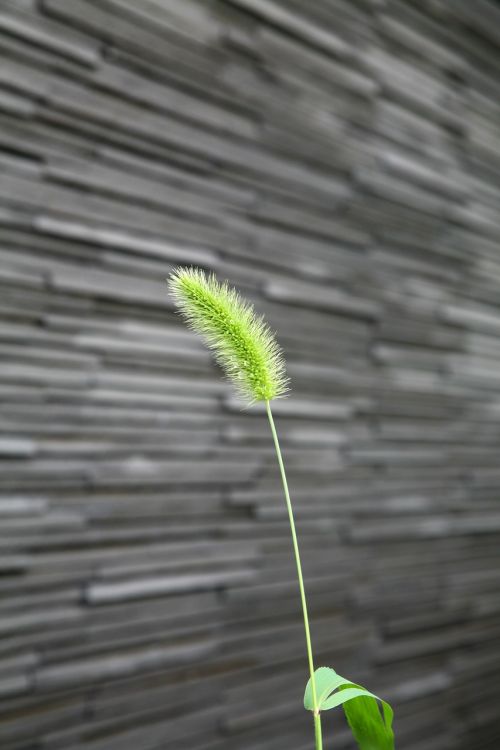 plants weeds wall