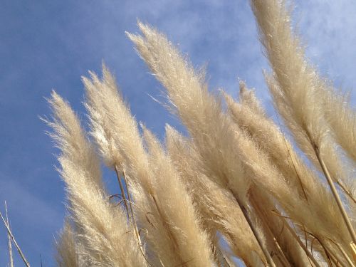 plants sky nature