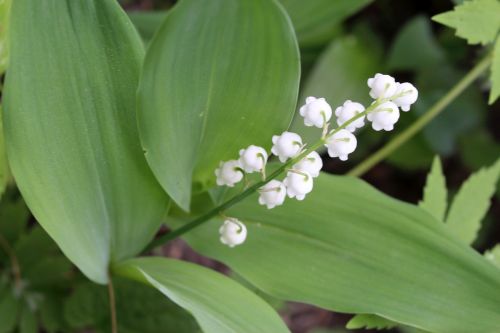 plants flower lily of the valley