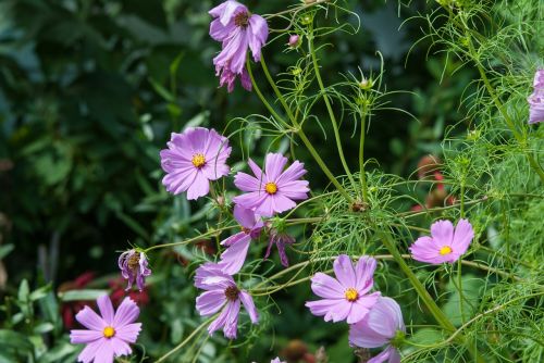 plants nature flower