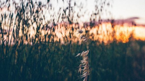 plants grain wheat