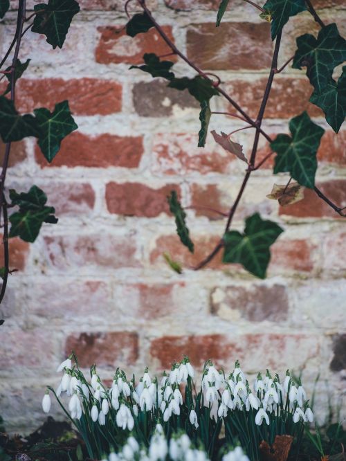 plants flower tulips