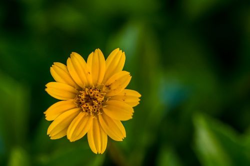 plants flower sunflower