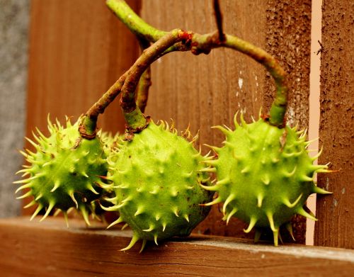 plants chestnut fruits