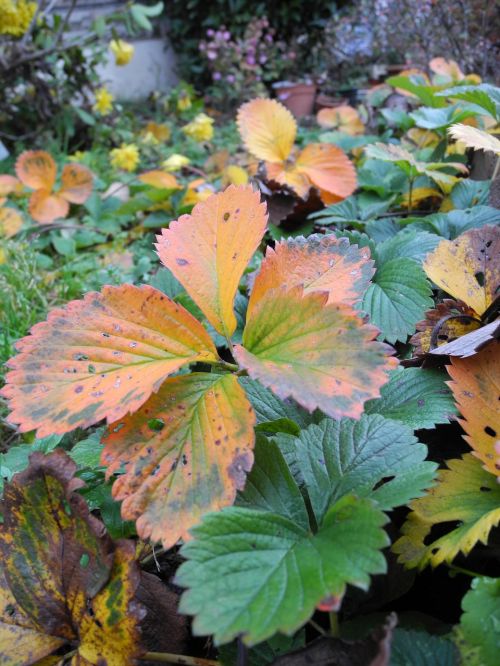 plants garden faded