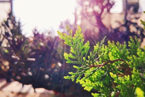 plants nature leaves