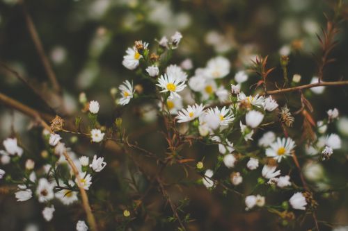 plants flowers garden