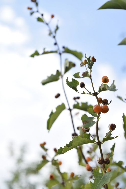 plants grass berry