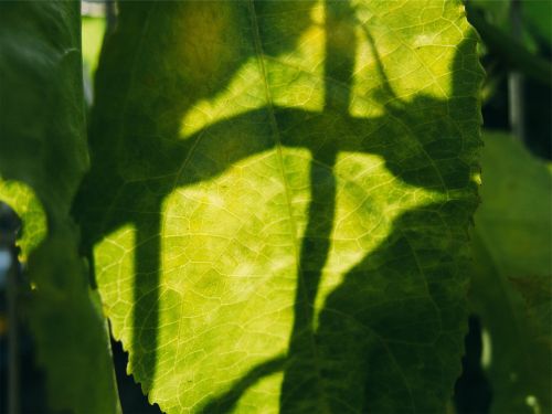 plants leaves green