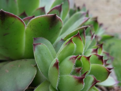 plants macro green