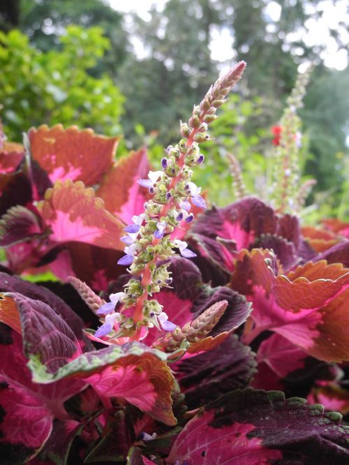 plants pink flowers nature