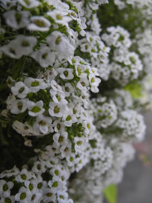 plants white petals macro