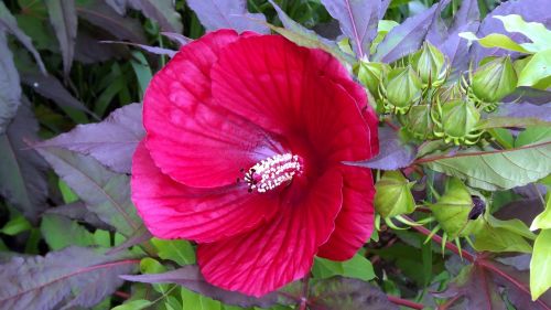 plants flowers hibiscus