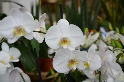 plants flowers white orchid