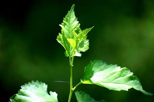 plants nature green