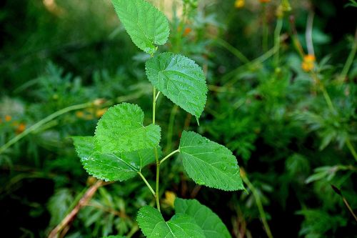 plants nature green