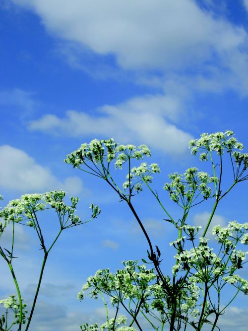 plants nature flutes herb