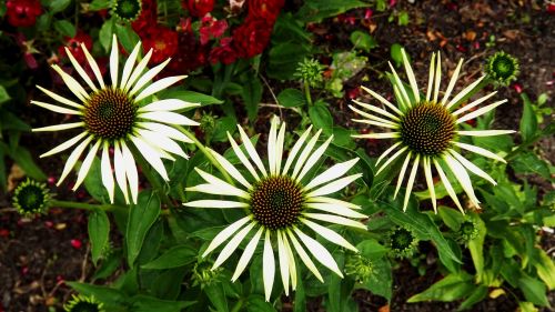 plants flowers garden