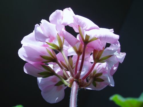 plants cyclamen flowers