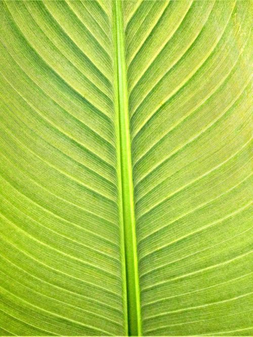 plants banana leaf texture