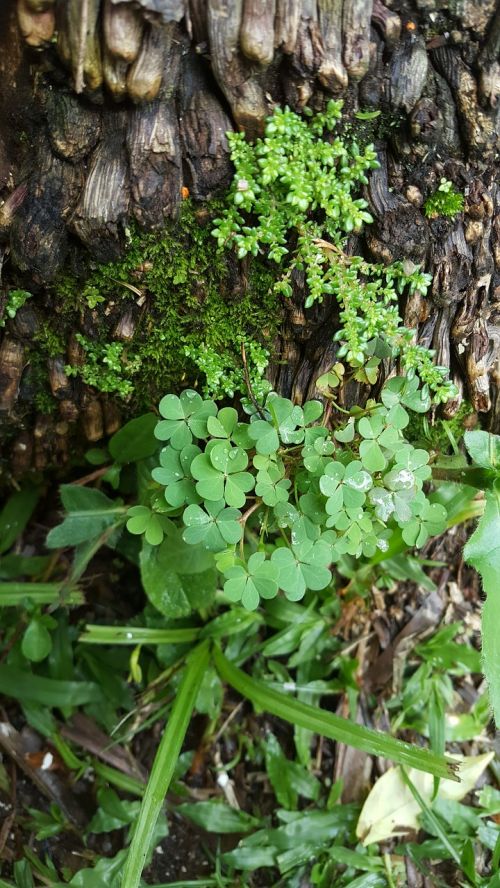 plants tree nature