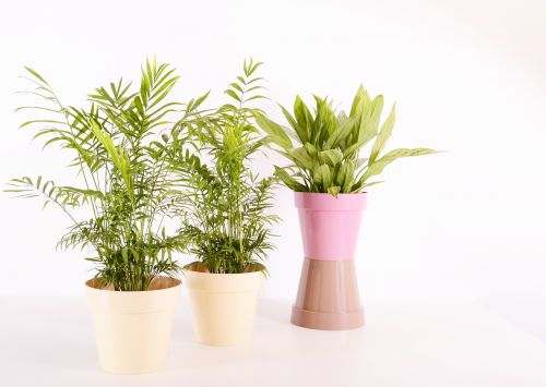 plants flowerpot plastic