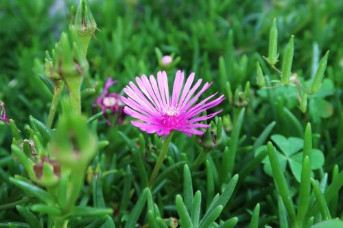 plants flowers abstract