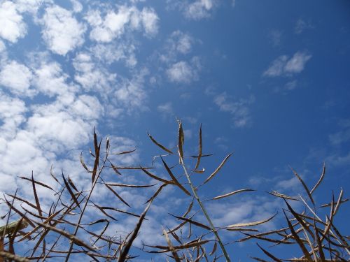 plants sky the clouds