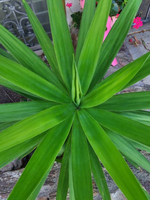 plants flowers green