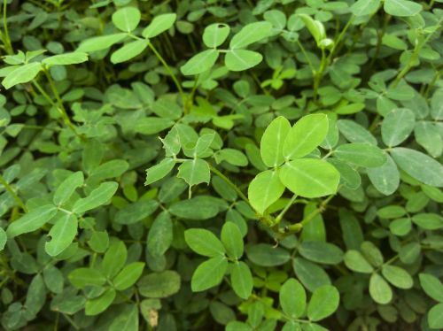 plants green leaf