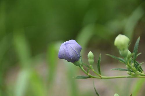 plants flowers nature