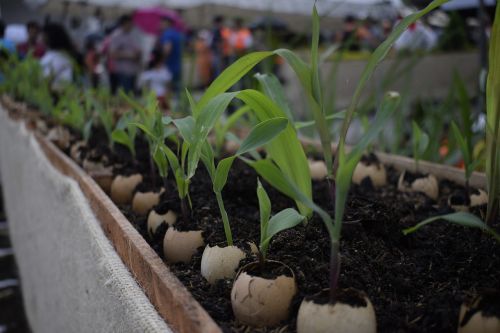 plants planting green