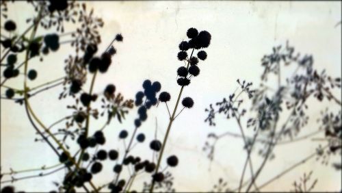 plants silhouette black