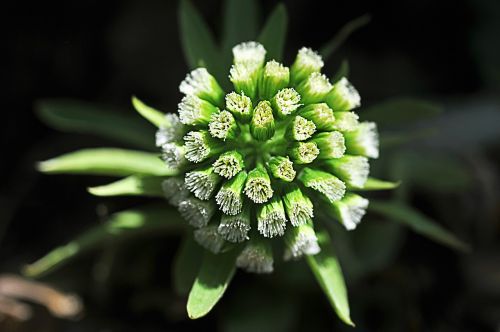 plants coltsfoot flower nature's smile