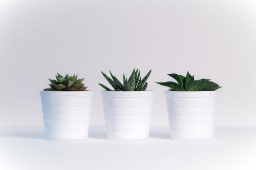 plants sheet white background