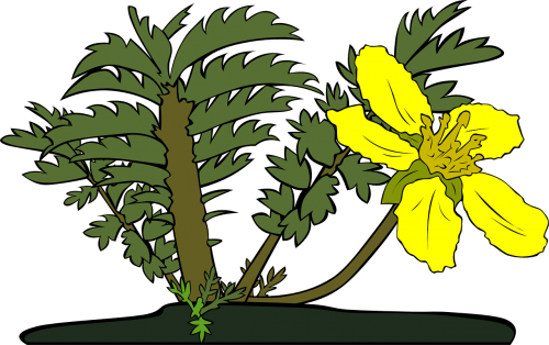 plants flower yellow