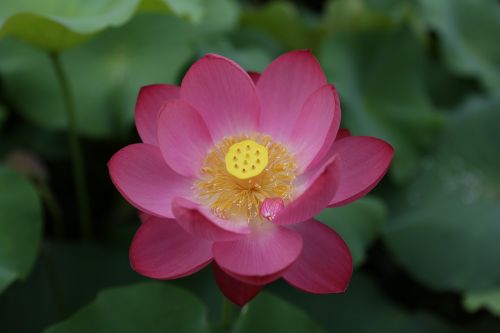 plants flowers leaf