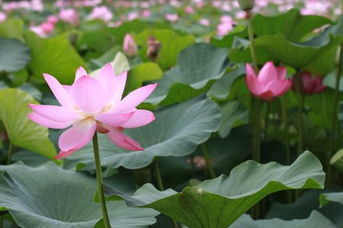 plants lotus aquatic