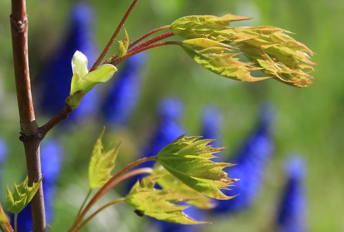 plants  spring  leaves