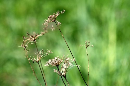 plants  grass  nature