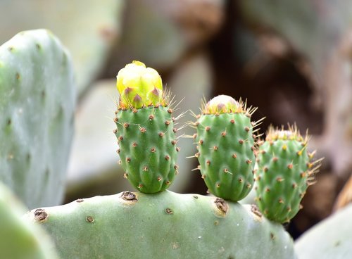 plants  cactus  vegetable