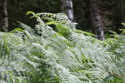 plants  green  nature