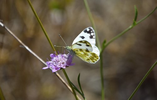 plants  garden  butterflies