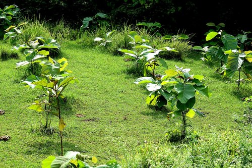 plants  tree  nature