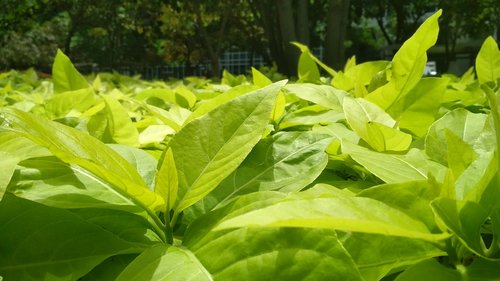 plants  green  nature