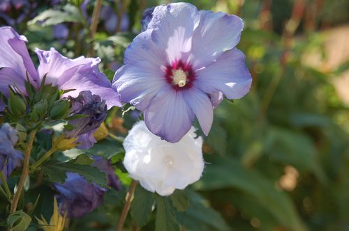 plants  flower  nature