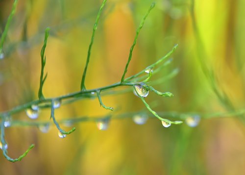 plants  branches  water